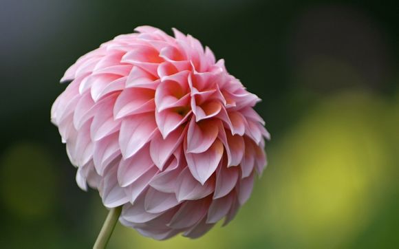 变形机器人无限金币版钻石版